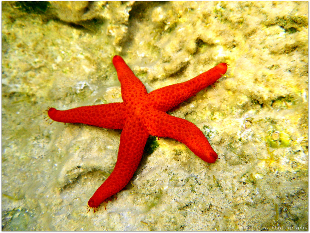 Starfish – Violet Aquarium