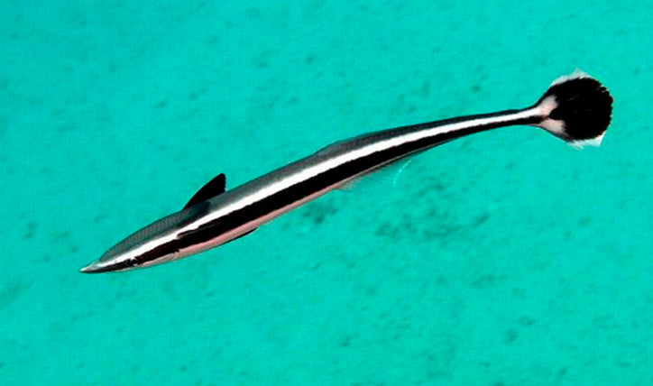 Remora Sucker Fish Size: ML 6 to 8 – Violet Aquarium
