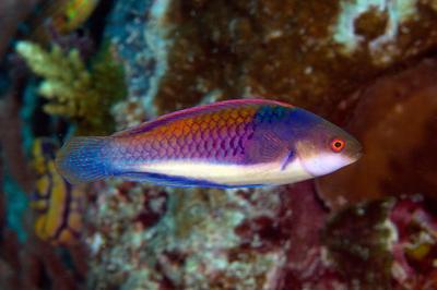 Fairy wrasse care best sale