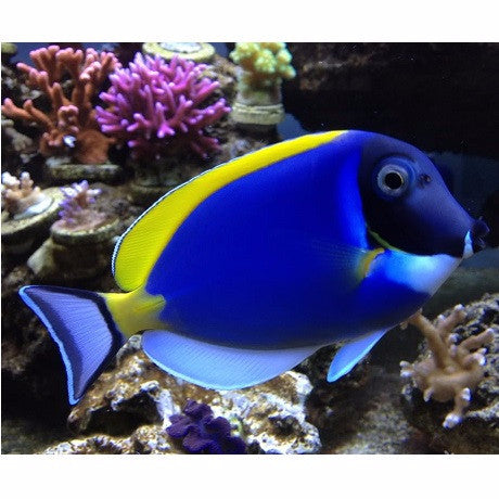 Powder Blue Tang - Georgia Aquarium