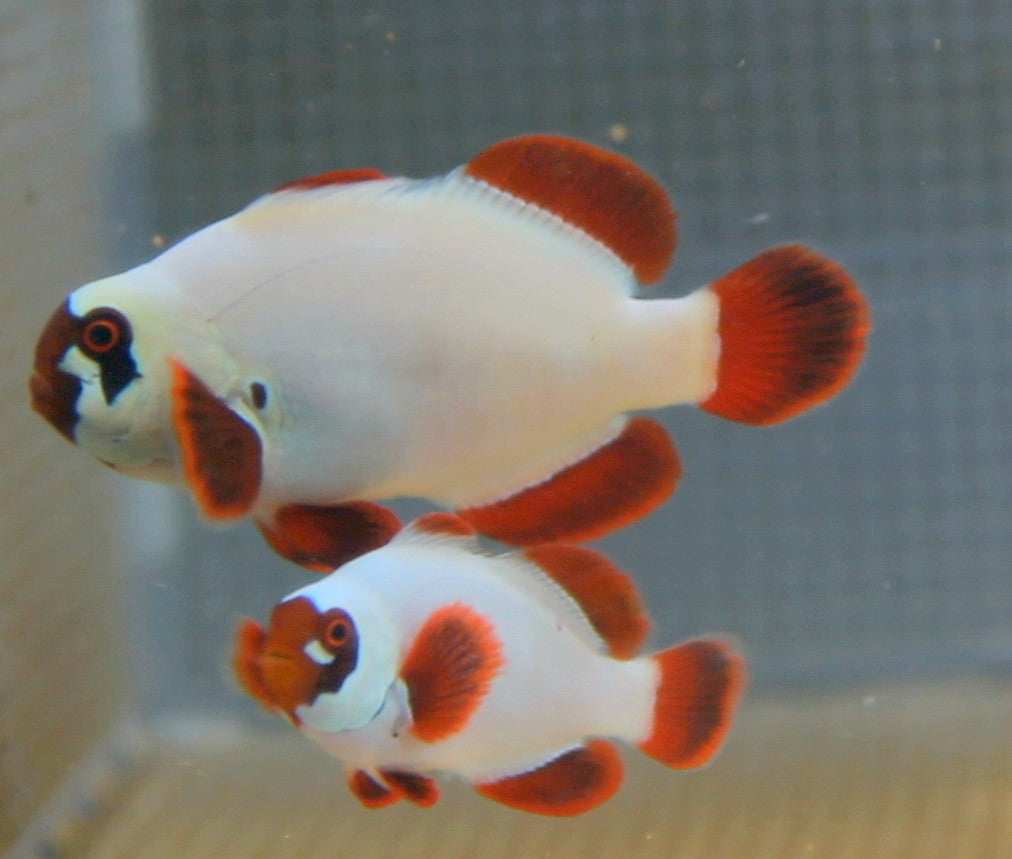 gold nugget clownfish