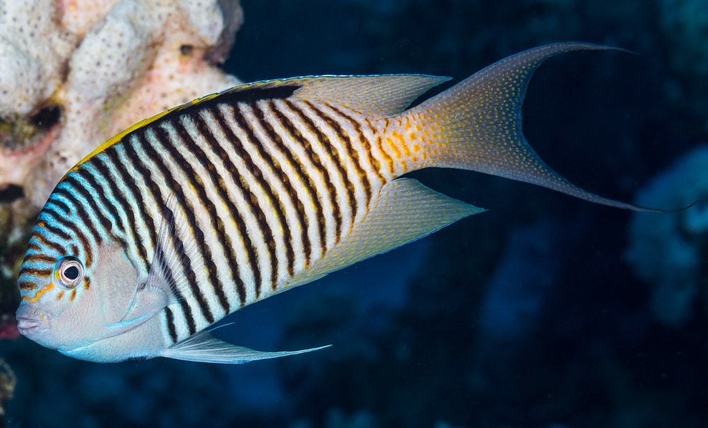 Swallowtail Angelfish Male (Reefsafe) – Violet Aquarium