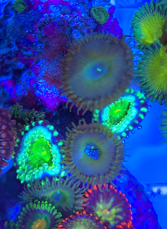 Aquacultured Zoanthids/Playthoa AZP031302 WYSIWYG