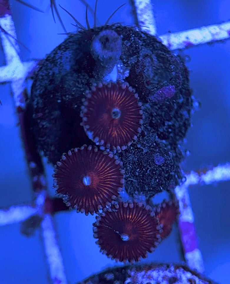 Aquacultured Zoanthids/Playthoa AZP031629 WYSIWYG