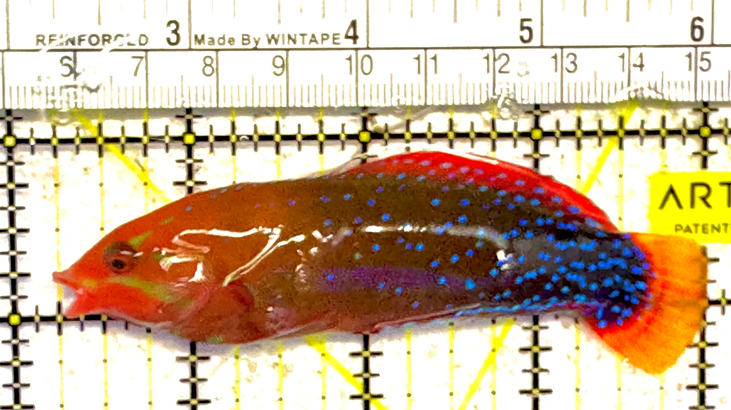 Red Coris Clown Wrasse Adult RCCW030401 WYSIWYG Size: S 3.75" approx