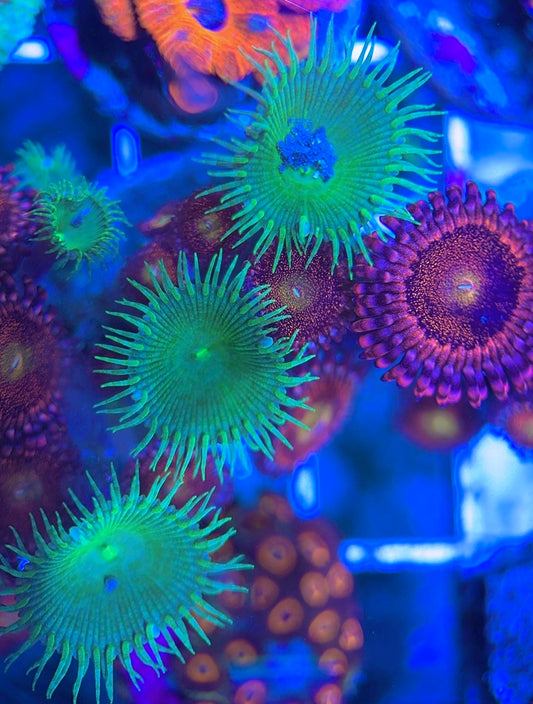 Aquacultured Zoanthids/Playthoa AZP031308 WYSIWYG