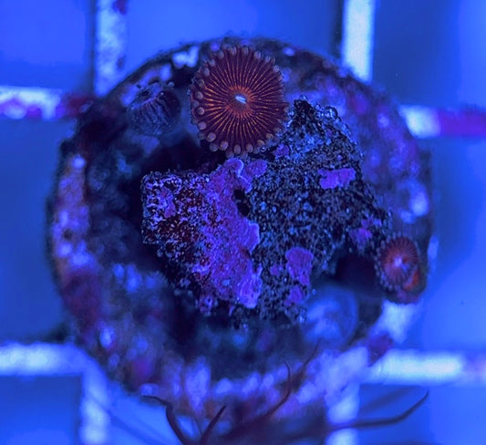 Aquacultured Zoanthids/Playthoa AZP031628 WYSIWYG