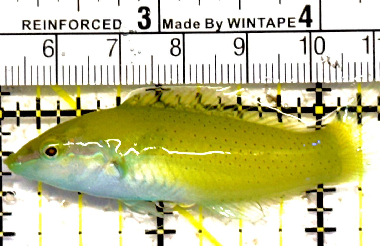 Green Coris Wrasse GCW030401 WYSIWYG Size: L 2.25" approx