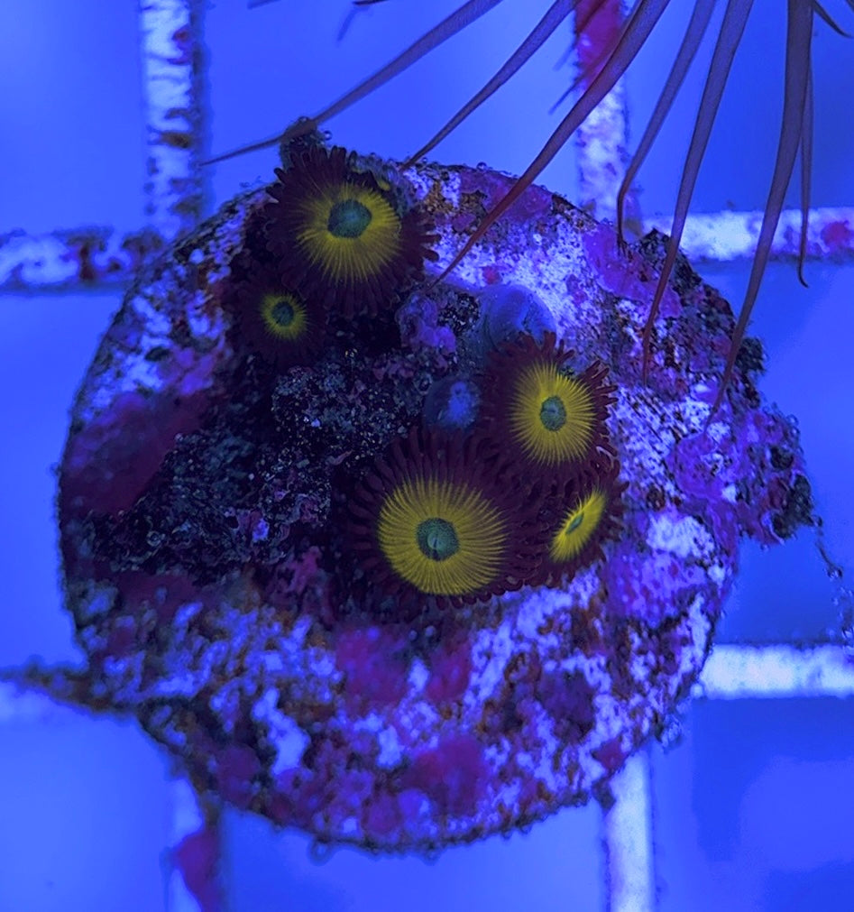 Aquacultured Zoanthids/Playthoa AZP031631 WYSIWYG