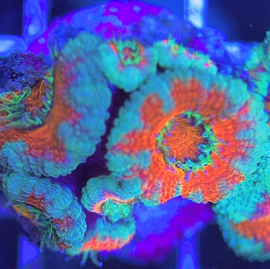 Aussie Acan Lordhowensis AAL031307 WYSIWYG