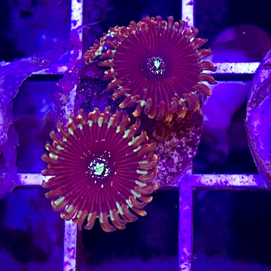 Aussie Ultra Palythoa WYSIWYG AUP010316 Size: 1.5" Frag Aprox