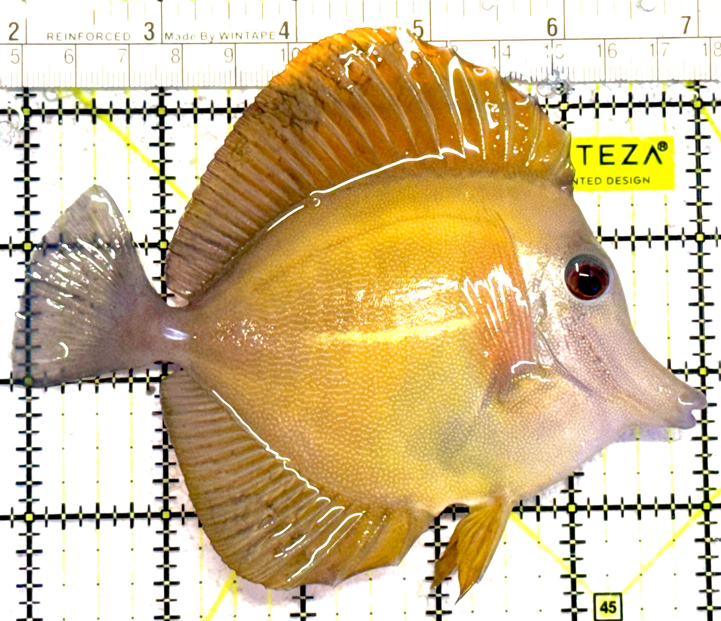 Rare Hybrid Hawaiian Tang RHHT030202 WYSIWYG Size: XXL 5"approx