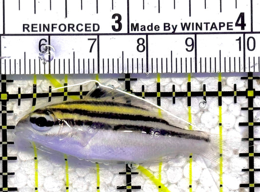 Two Lined Monocle Bream TLMB030102 WYSIWYG Size : M 2.5" approx