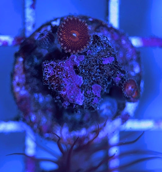 Aquacultured Zoanthids/Playthoa AZP031627 WYSIWYG