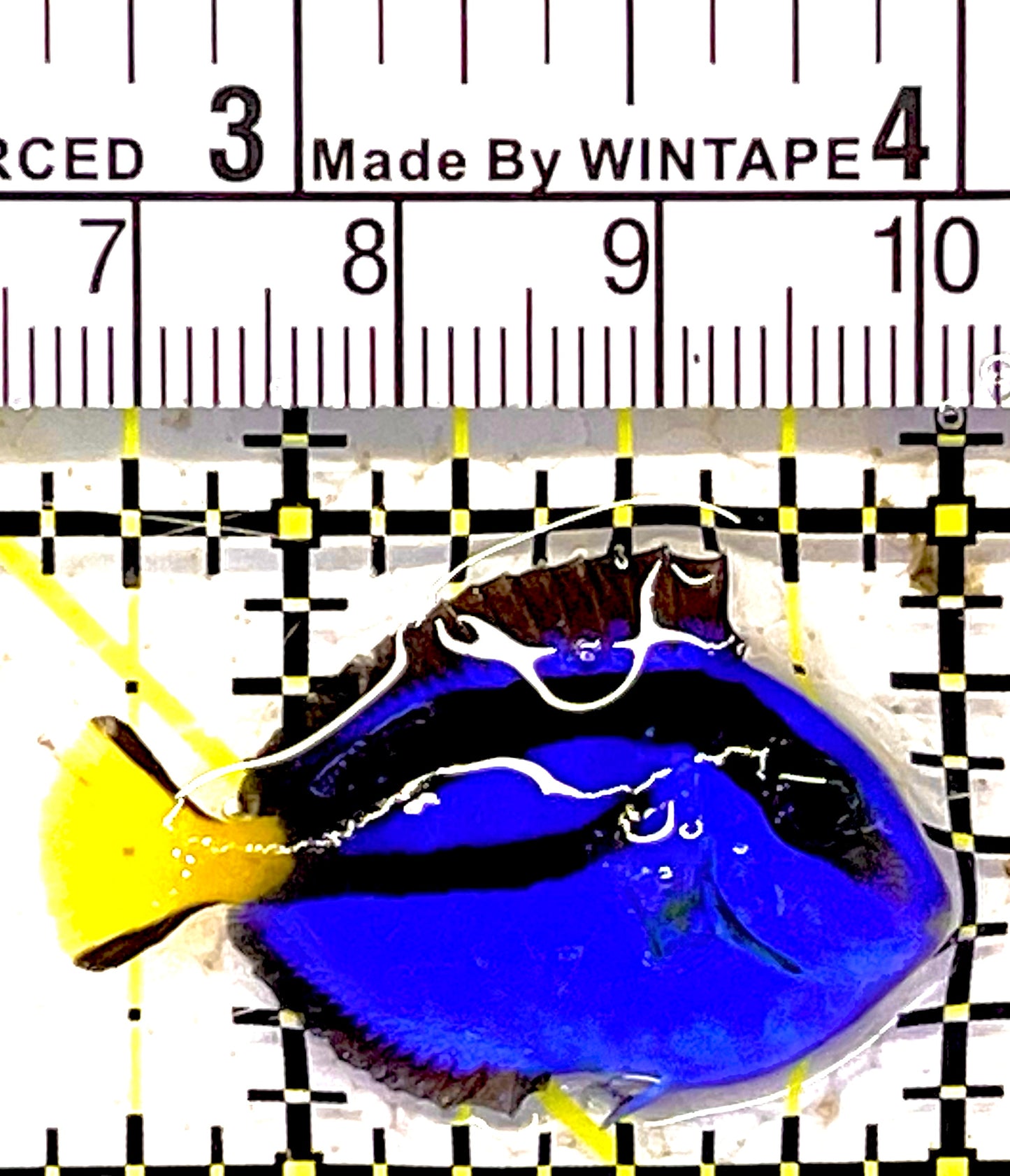 Blue Hippo Tang  BHT030301 WYSIWYG Size: Tiny 1.5" approx