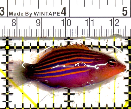 Six Line Wrasse (Indo) SLW030202 WYSIWYG Size: L 2"approx