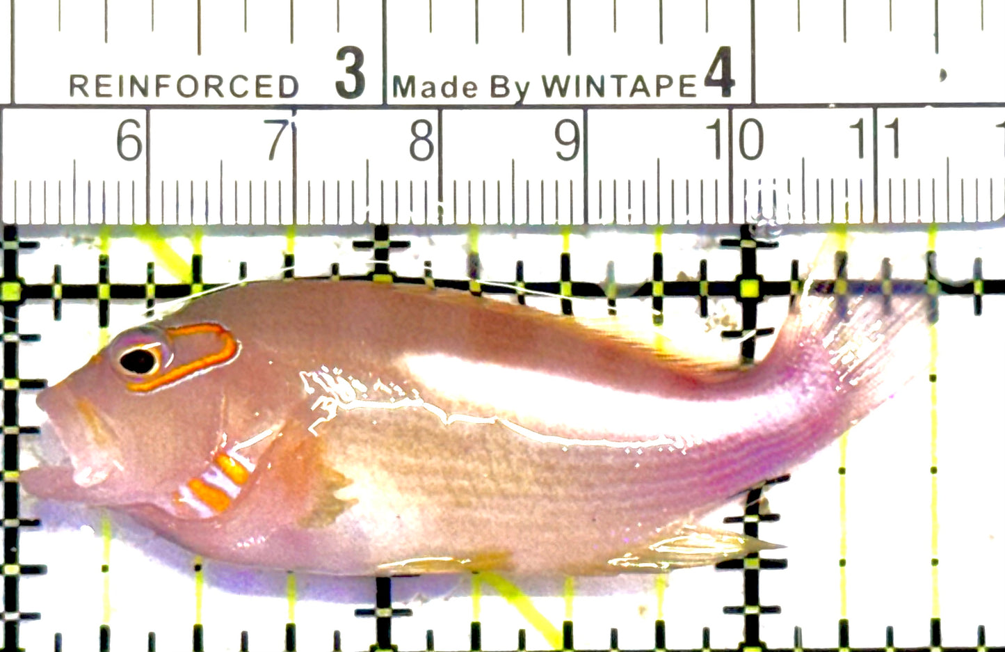 Arc-Eye Hawkfish AEH030302 WYSIWYG Size: L 2.5"approx