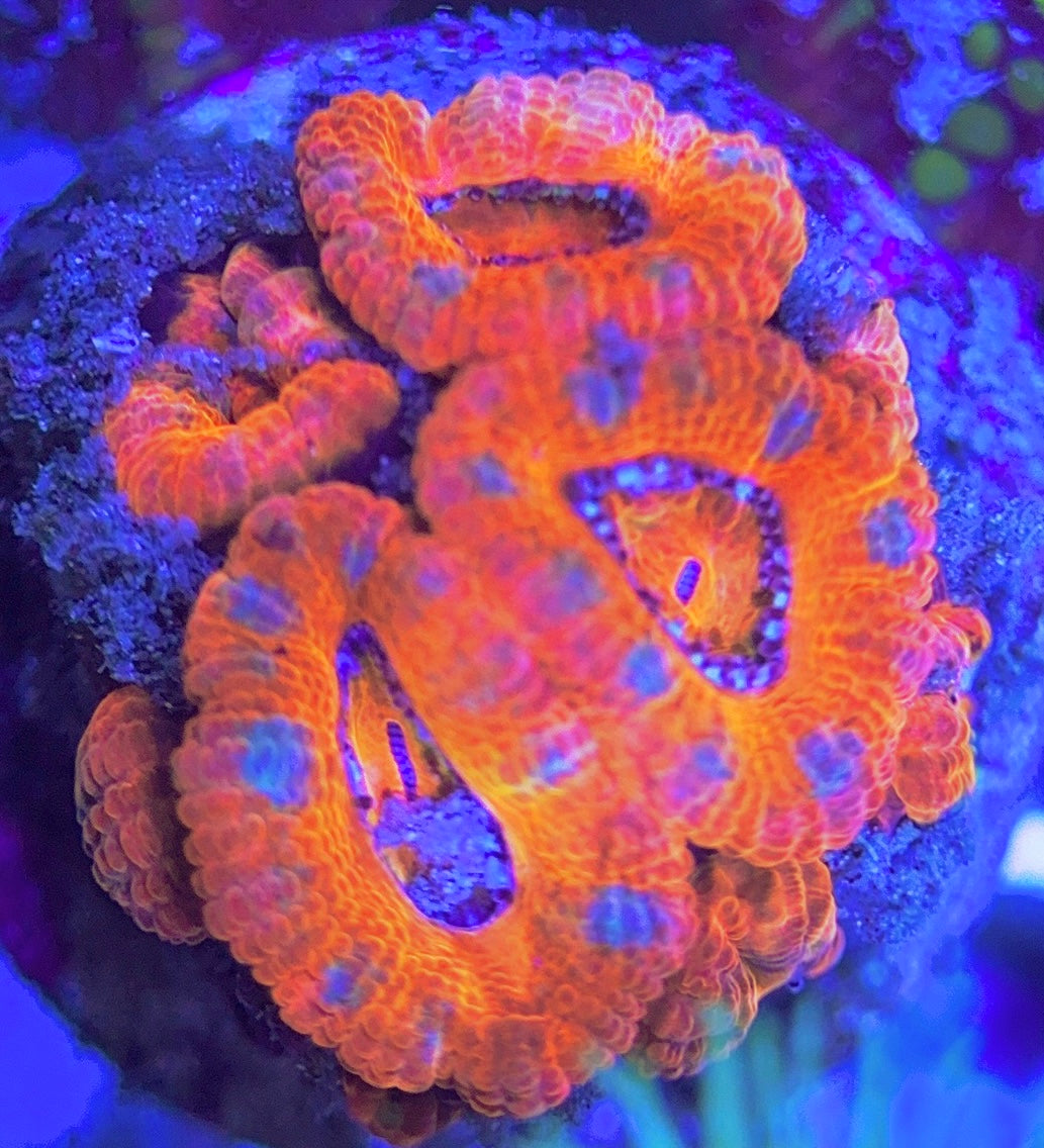 Aussie Acan Lordhowensis AAL031309 WYSIWYG