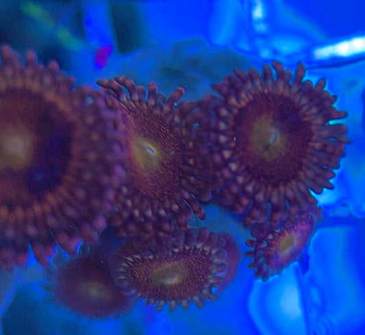 Aquacultured Zoanthids/Playthoa AZP031309 WYSIWYG