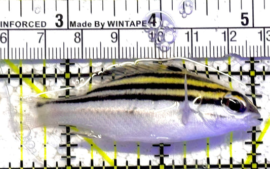 Two Lined Monocle Bream TLMB030101 WYSIWYG Size : M 2.5" approx