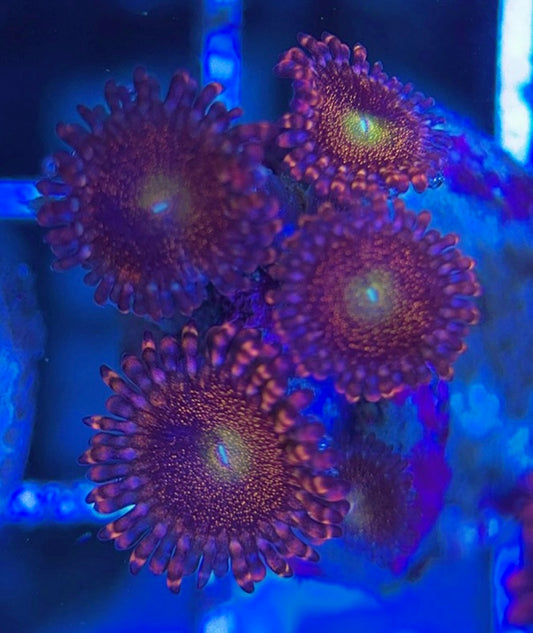 Aquacultured Zoanthids/Playthoa AZP031306 WYSIWYG