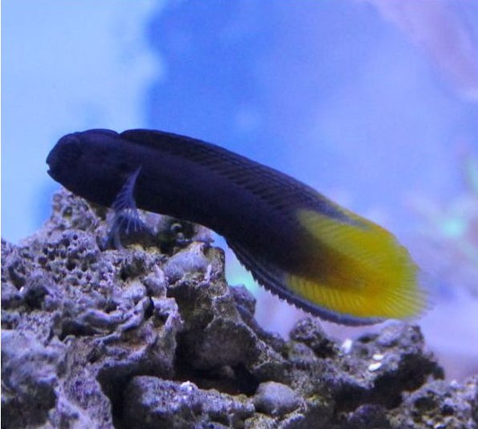 Goldentail Combtooth Blenny