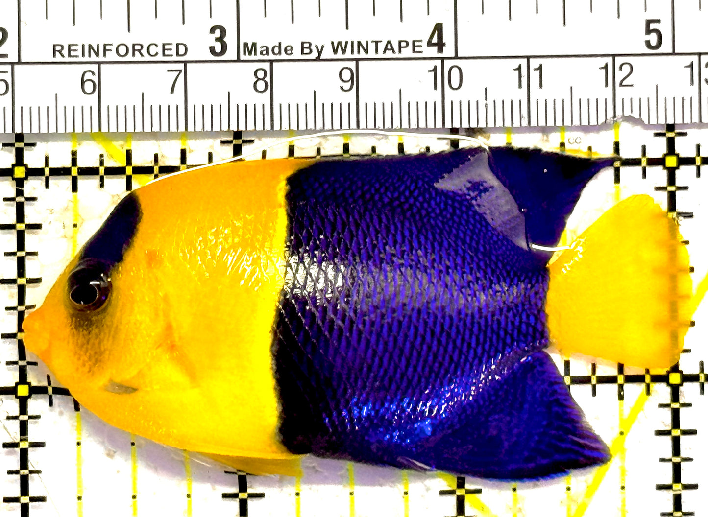 Bicolor Angelfish BA030201 WYSIWYG Size: XL 3"approx