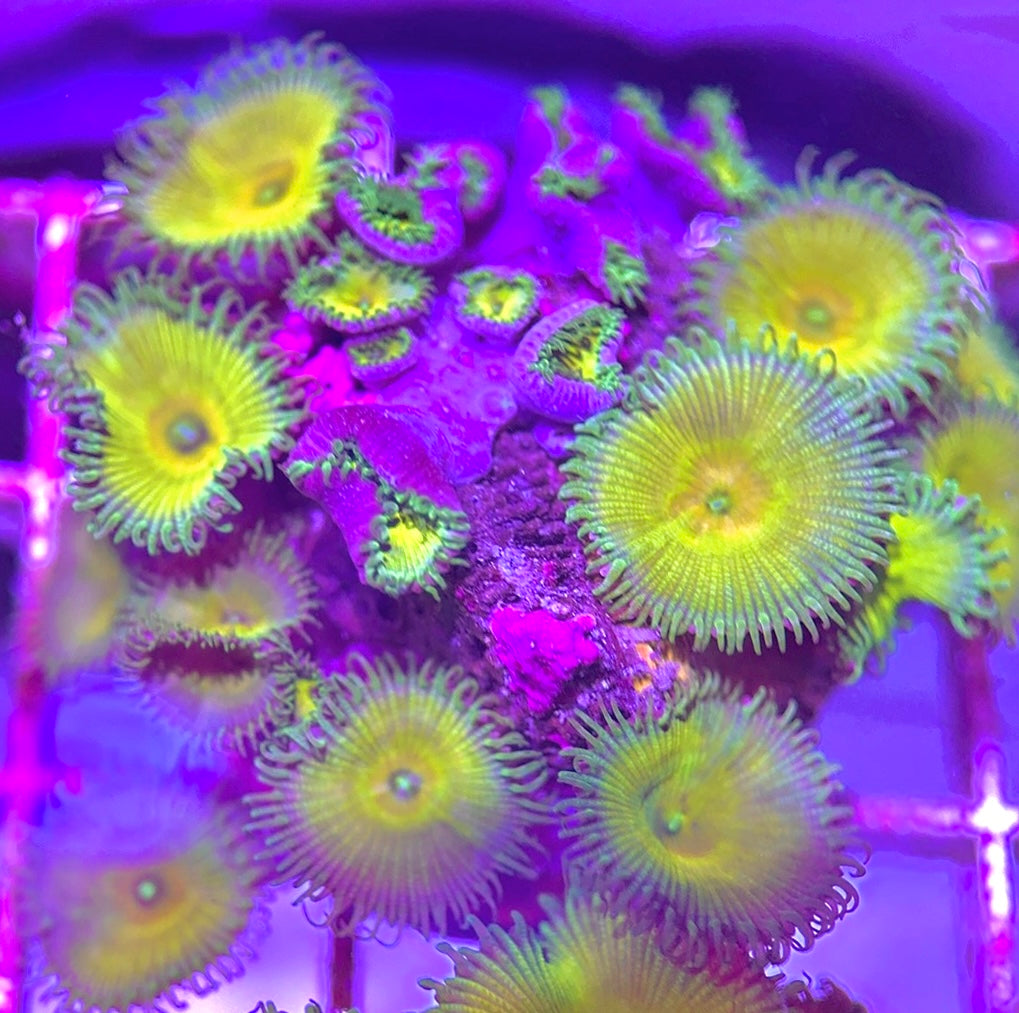 Aquacultured Zoanthids/Playthoa AZP031301 WYSIWYG