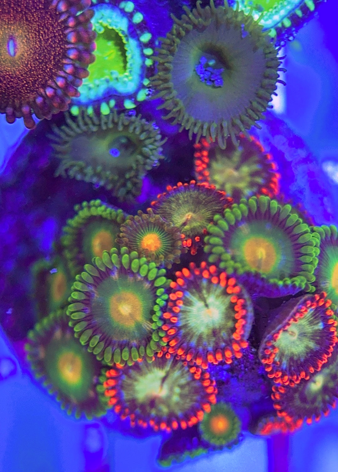 Aquacultured Zoanthids/Playthoa AZP031302 WYSIWYG