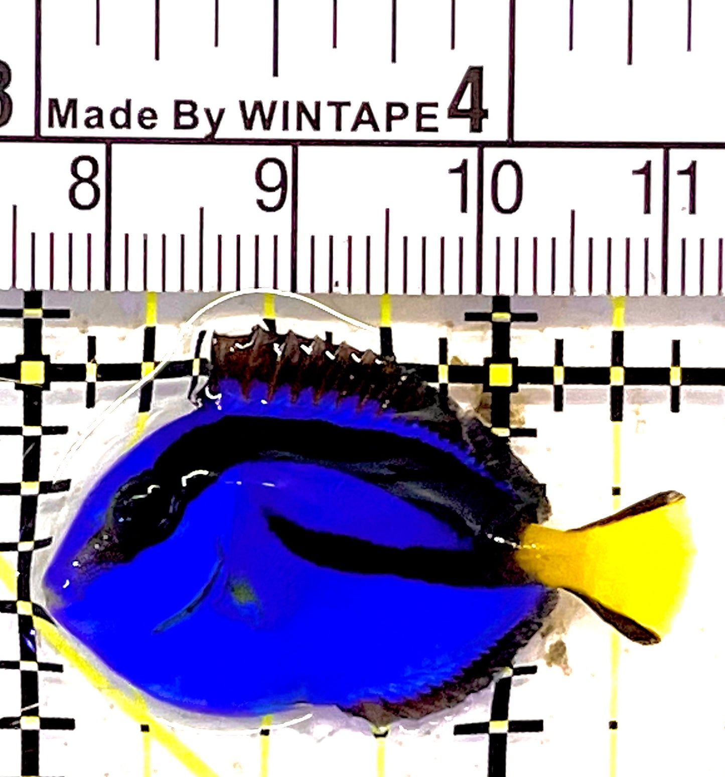 Blue Hippo Tang  BHT030301 WYSIWYG Size: Tiny 1.5" approx