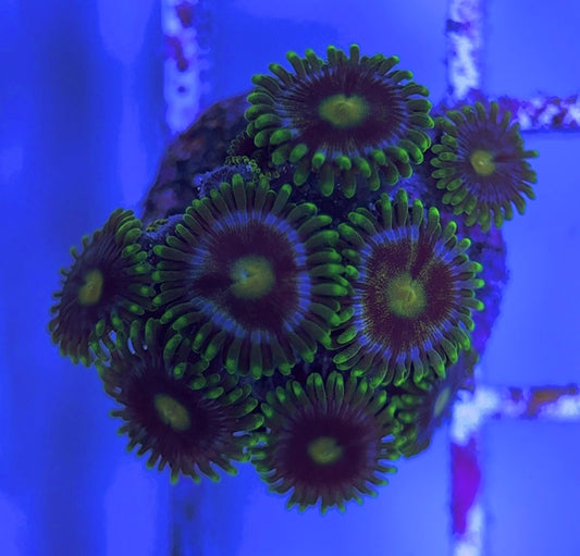 Aquacultured Zoanthids/Playthoa AZP031633 WYSIWYG