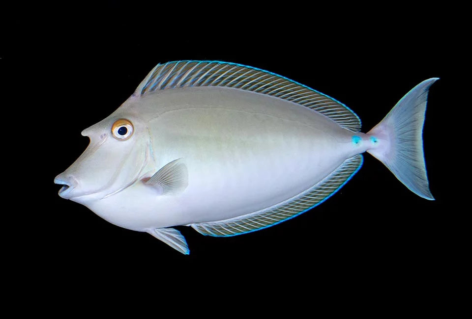 Bluespine Unicorn Tang Size: Tiny 2" Approx - Violet Aquarium 