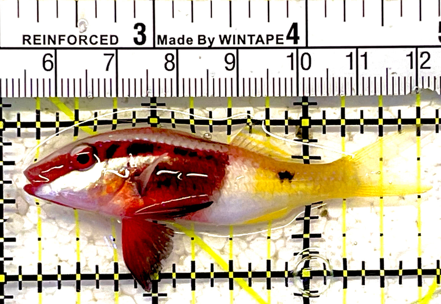 Bicolor Goatfish BG030301 WYSIWYG Size : S 2.5" approx