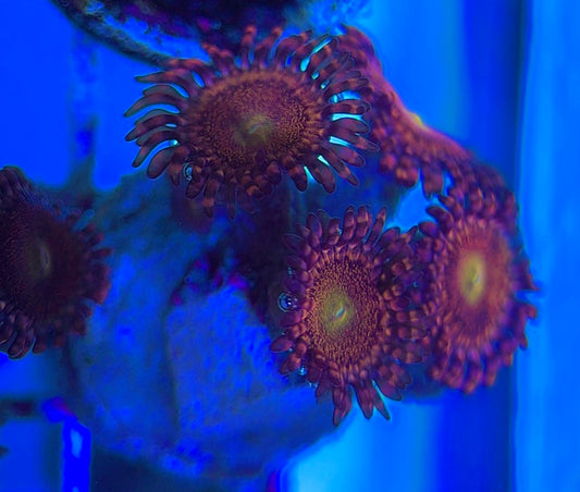 Aquacultured Zoanthids/Playthoa AZP031311 WYSIWYG