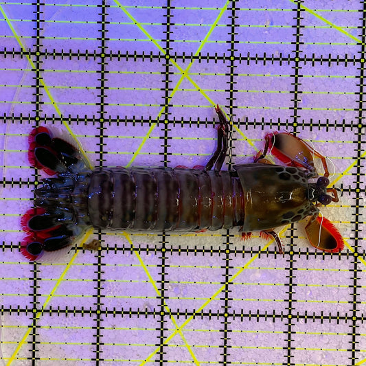 Mantis Shrimp Size: XL 4.5" WYSIWYG MTS112303