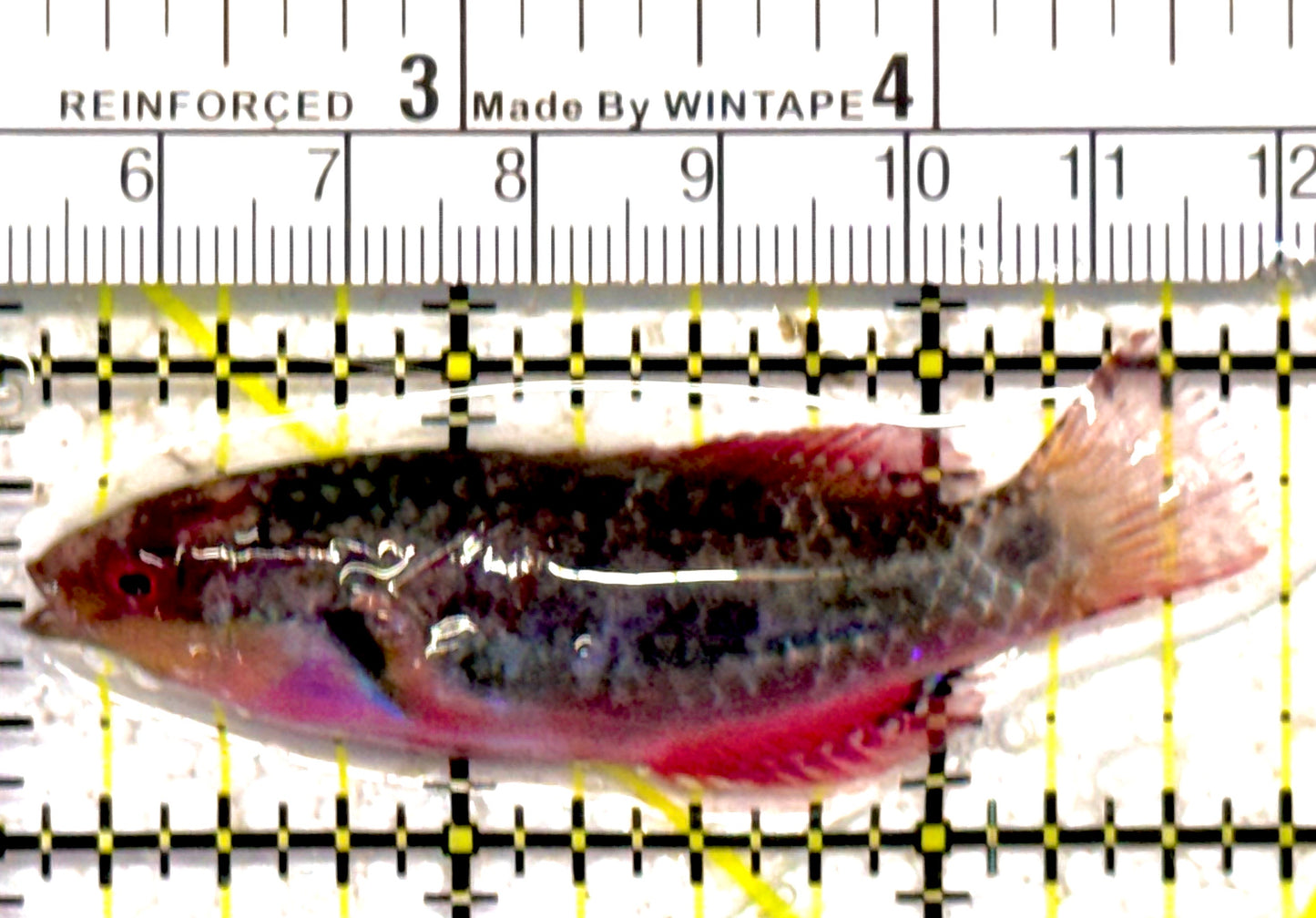 Exquisite Fairy Wrasse (Indo) EFW030701 WYSIWYG Size: M 2.75" approx