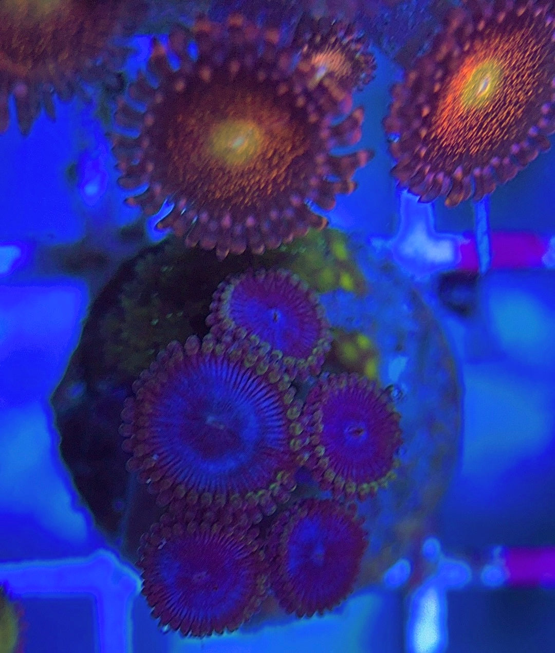 Aquacultured Zoanthids/Playthoa AZP031304 WYSIWYG