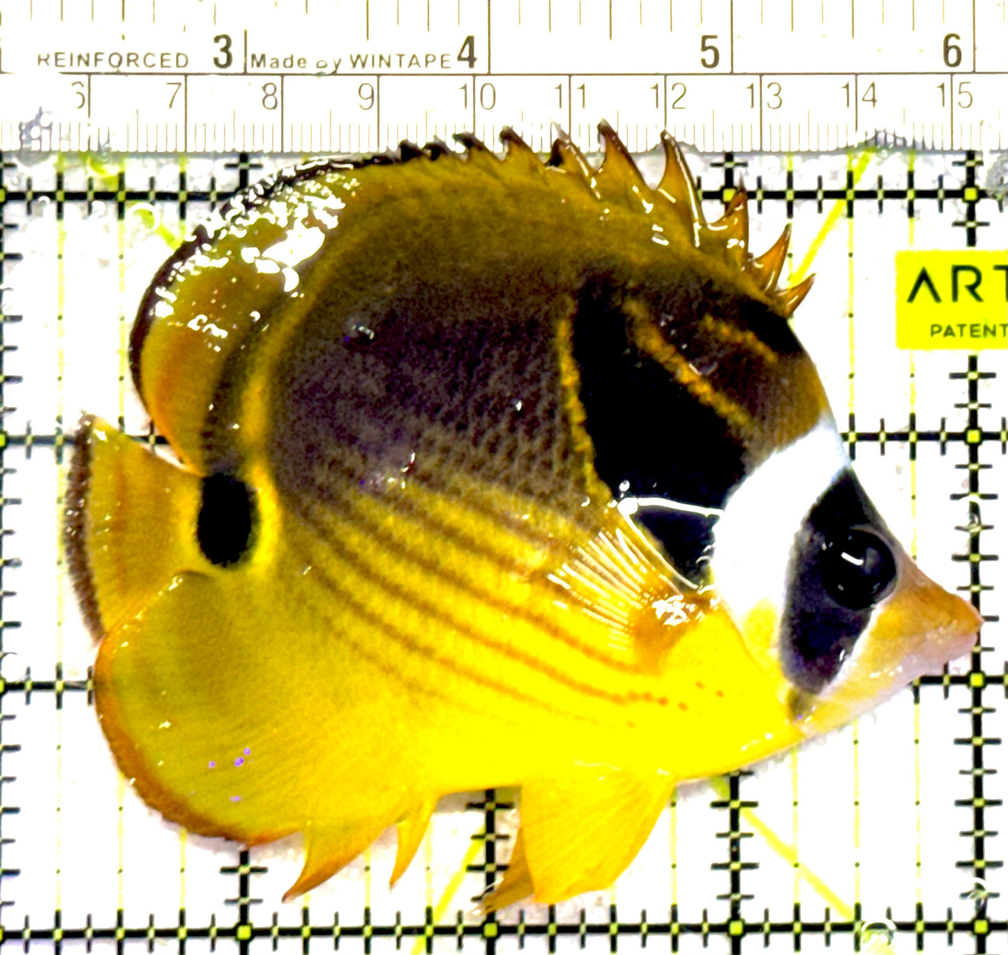 Vagabond Butterflyfish VB030201 WYSIWYG Size L : 4" approx