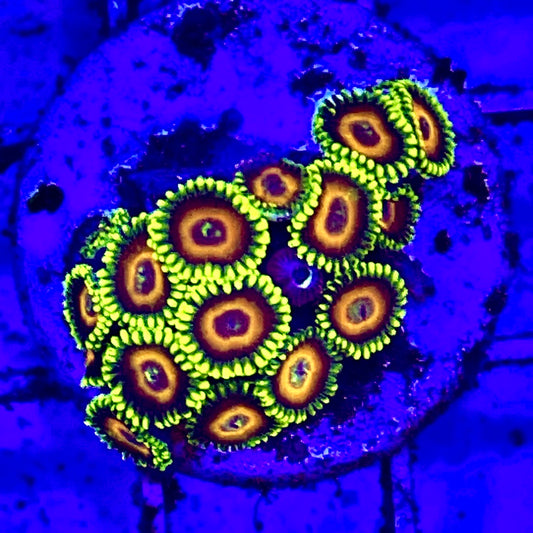 Solomon Islands Ultra Zoa WYSIWYG UZO122721 Size: 2." Frag Aprox