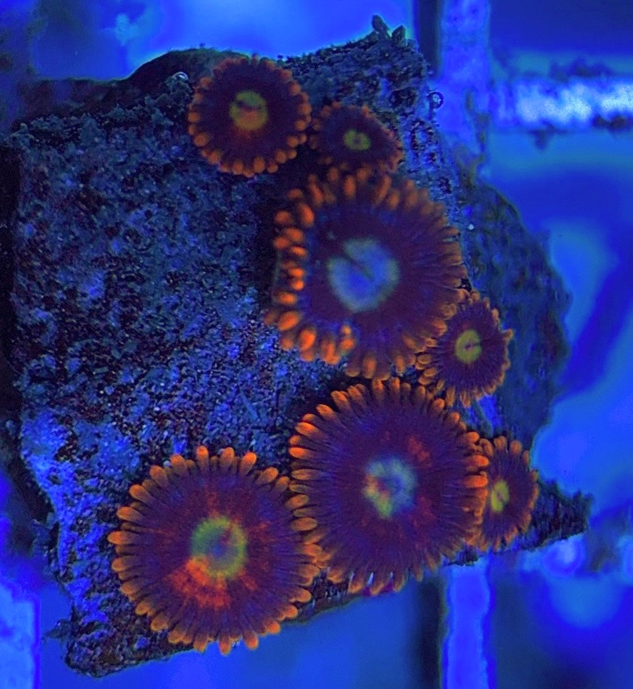 Aquacultured Zoanthids/Playthoa AZP031310 WYSIWYG