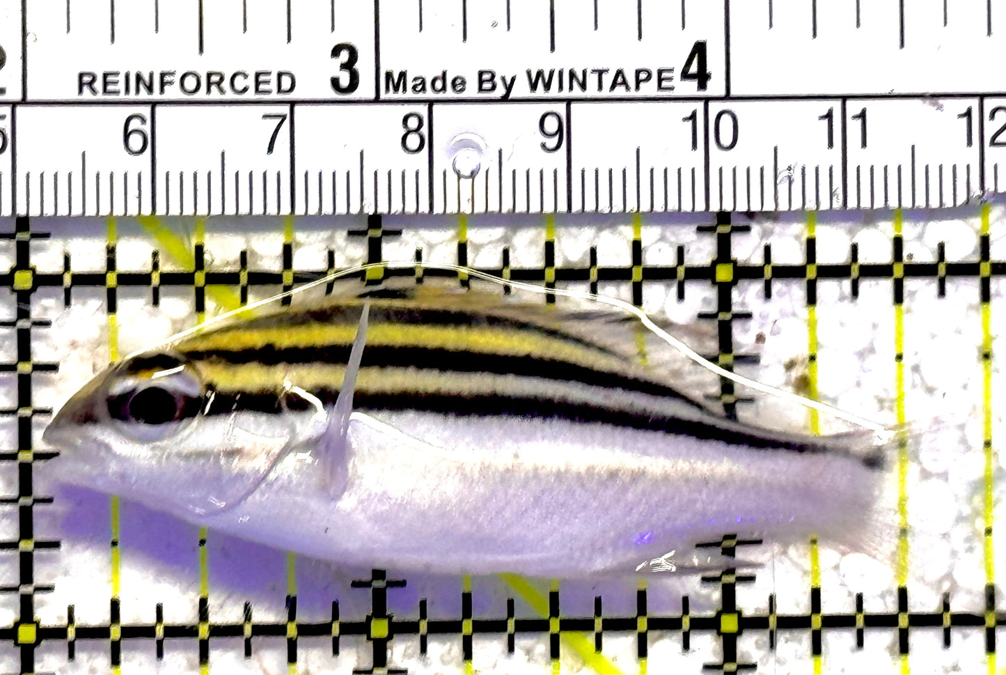 Two Lined Monocle Bream TLMB030101 WYSIWYG Size : M 2.5" approx