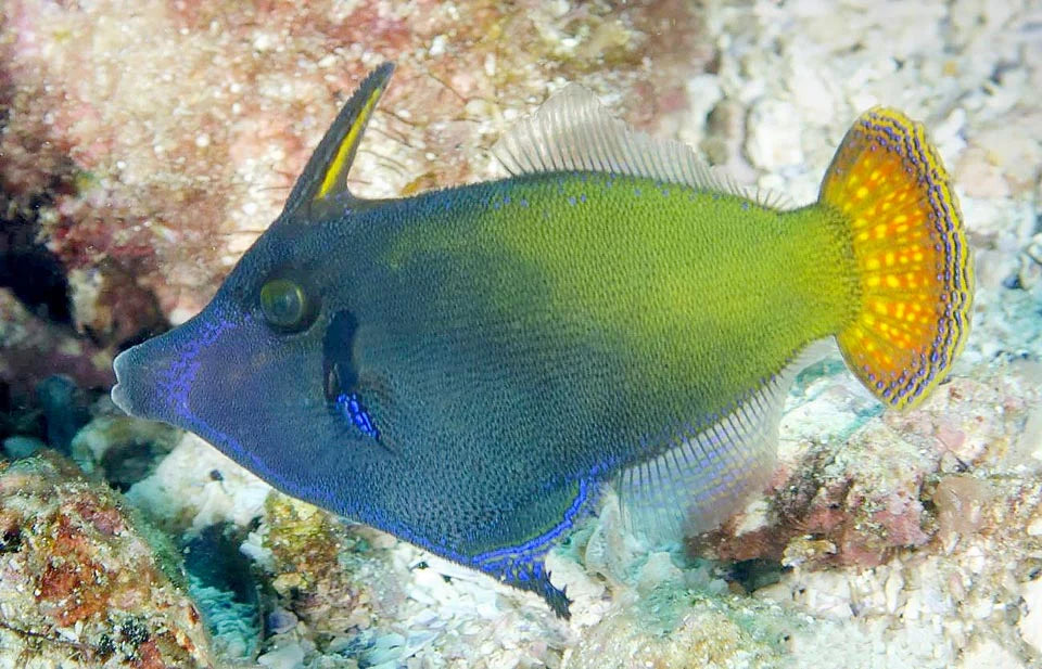 Red Tail Filefish Size: XL 3.5" to 4"