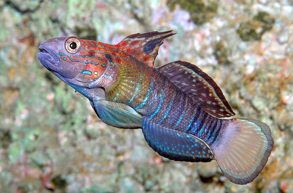 Sand Shifting Banded Sleeper Bullet Goby Size: SHOW 5" or Above