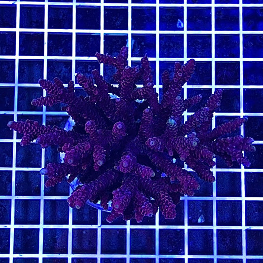 Aussie Ultra Hot Acropora Millepora Mother Colony WYSIWYG AMMC111205