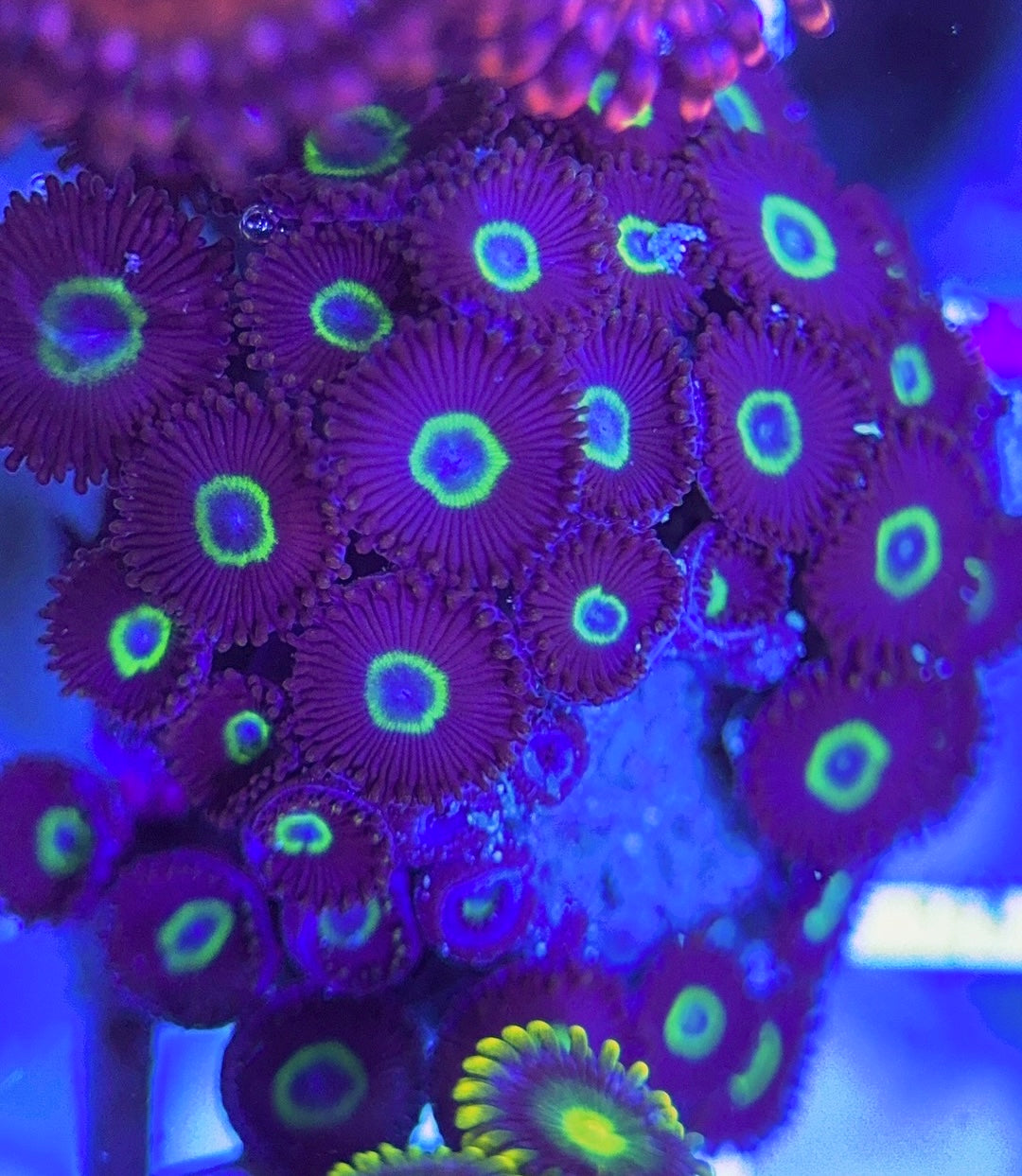 Aquacultured Zoanthids/Playthoa AZP031306 WYSIWYG