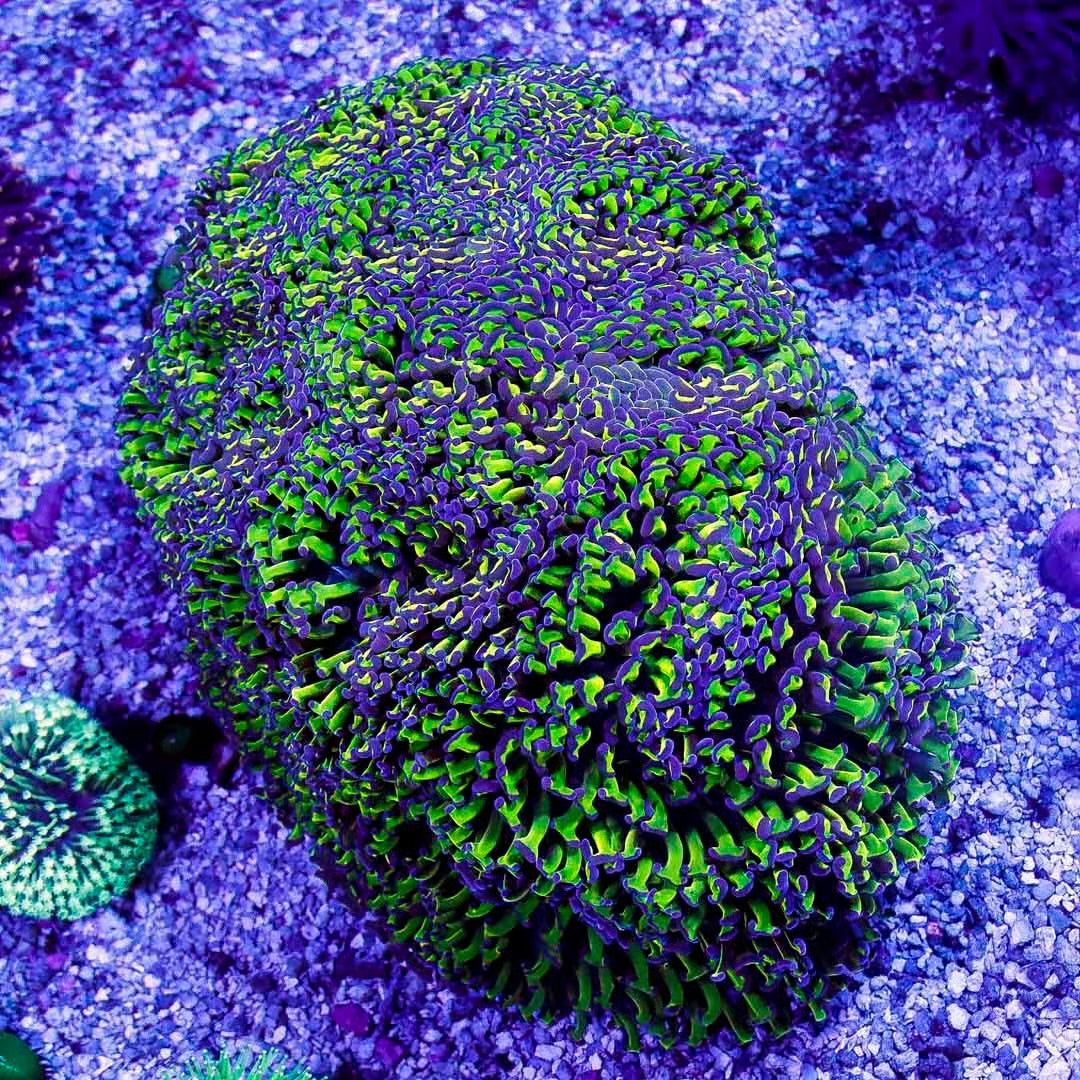 Aussie Ultra Purple Tip Green Stem Monster Size Mother Colony Hammer AUPTGSMSMC022601 WYSIWYG