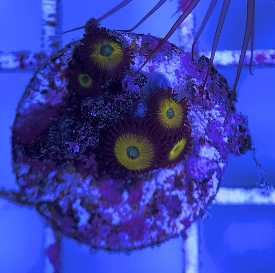 Aquacultured Zoanthids/Playthoa AZP031632 WYSIWYG