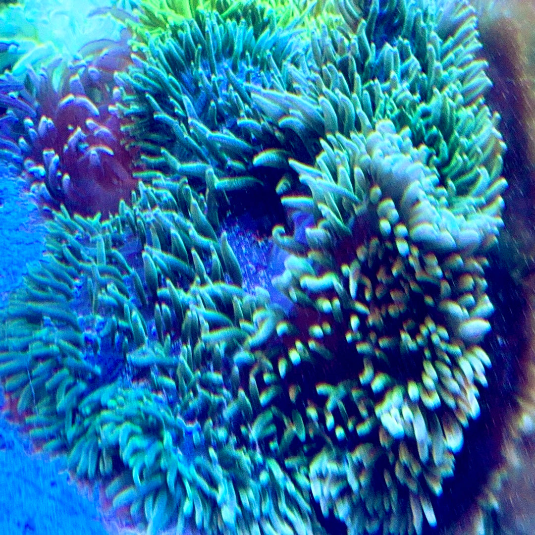 Neon Blue Sand Anemone Size: XXL WYSIWYG BSA010201