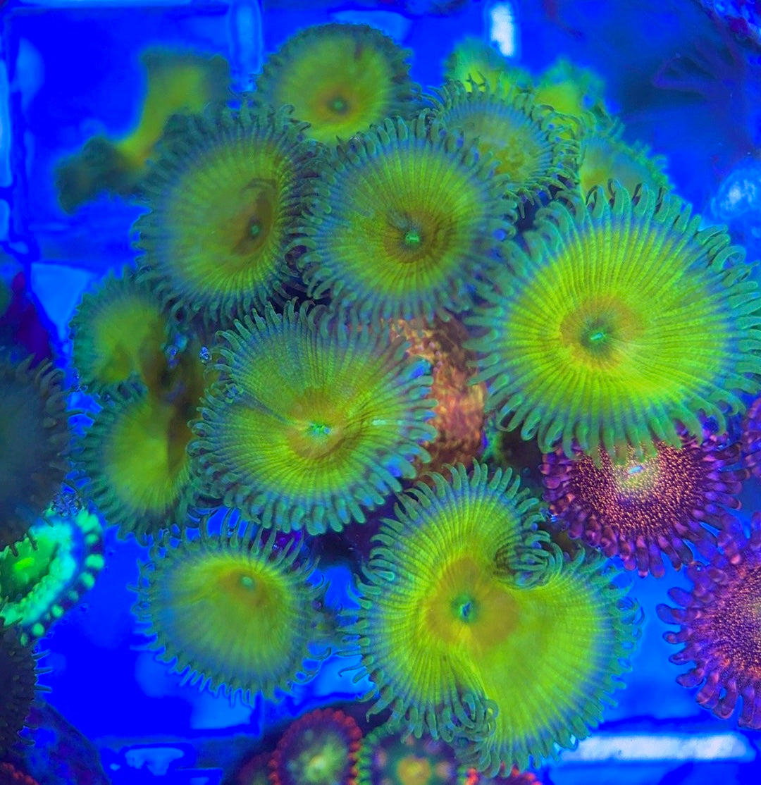 Aquacultured Zoanthids/Playthoa AZP031303 WYSIWYG