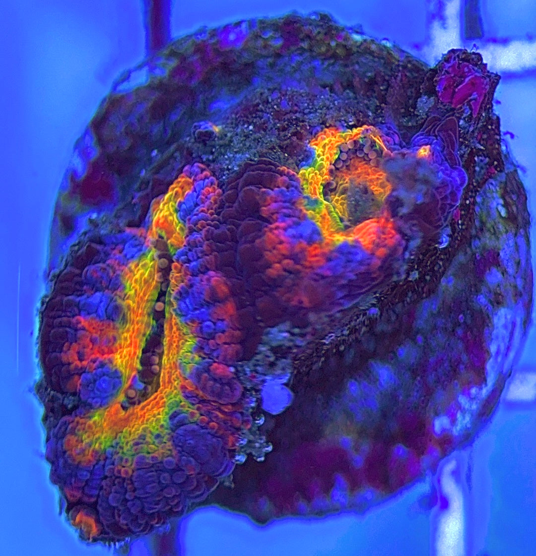 Aussie Acan Lordhowensis AAL031301 WYSIWYG